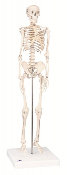 Modell Mini Skelett - ohne Muskelbemalung - auf Sockel