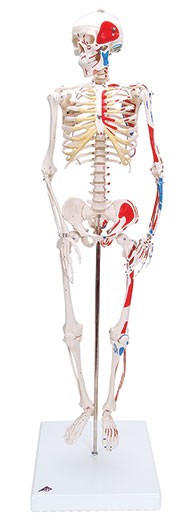 Modell Mini Skelett - mit Muskelbemalung - auf Sockel