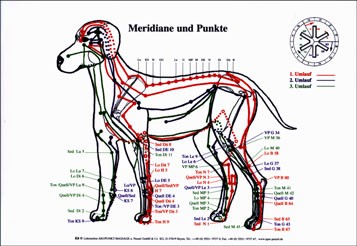 Lehrtafel - Meridiane Hund APM