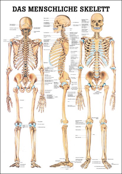 Lehrtafel - Skelett