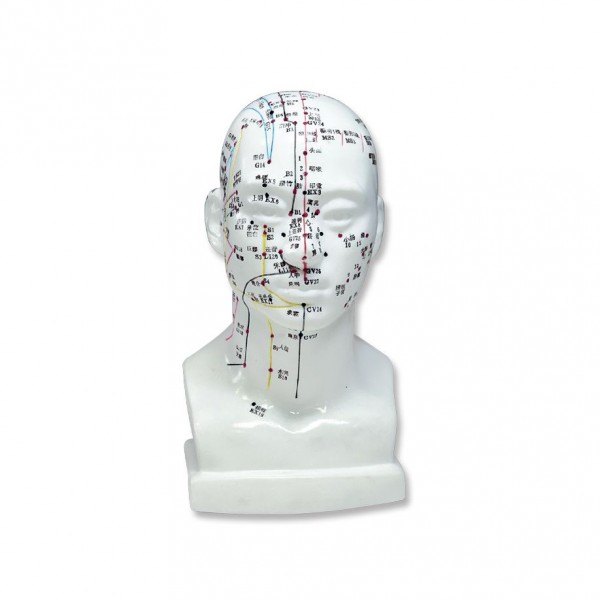 Akupunktur-Modell * Kopf *
