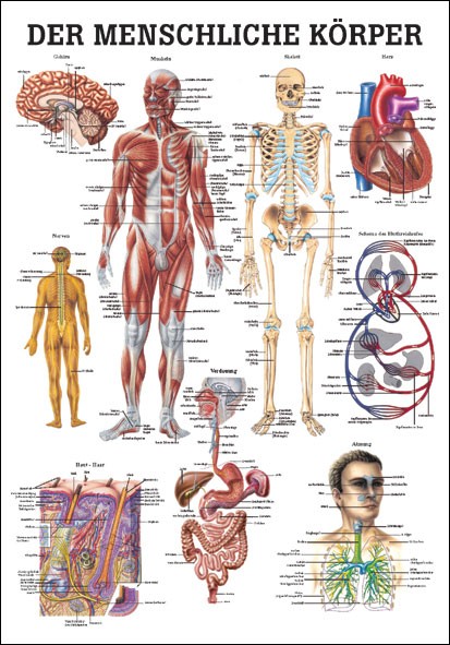 Lehrtafel - Der Menschliche Körper - 24 x 34