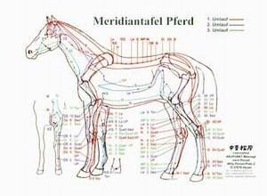 Lehrtafel - Meridiane Pferd APM