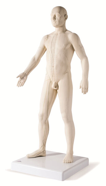 Modell Akupunkturmodell Mann -  71 cm