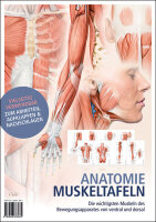 Lehrtafeln - Anatomie Muskeltafeln - Faltposter