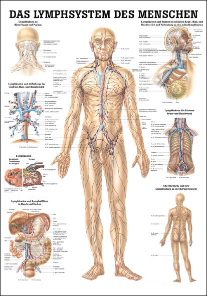Lehrtafel - Lymphsystem