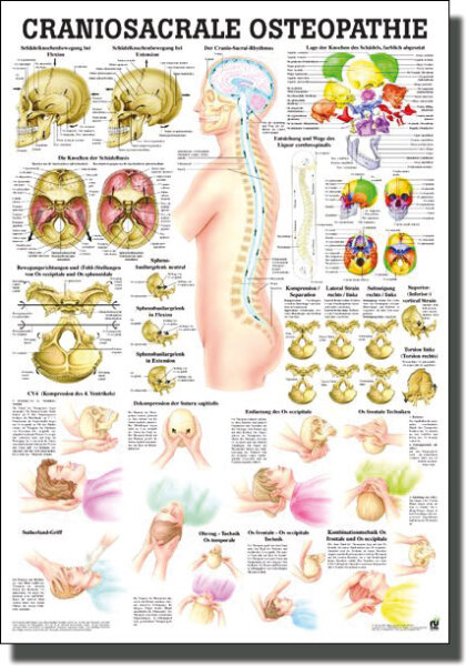 Lehrtafel - Craniosacrale Osteopathie 70 x 100cm, Normal