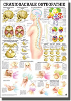 Lehrtafel - Craniosacrale Osteopathie 70 x 100cm, Normal
