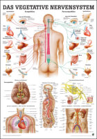 Lehrtafel - Das Vegetative Nervensystem 70 x 100cm, Normal