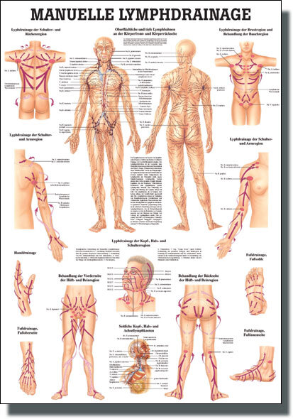 Lehrtafel - Manuelle Lymphdrainage 24 x 34 cm