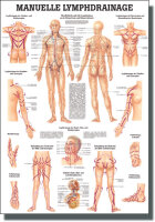 Lehrtafel - Manuelle Lymphdrainage 24 x 34 cm