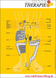 Lehrtafel - NPSO Siener-Therapie - Organübersicht