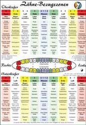 Lehrtafel - Zähne-Bezugszonen A5