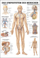 Lehrtafel - Lymphsystem 70 x 100cm, Normal