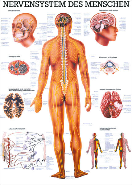 Lehrtafel - Nervensystem 70 x 100cm, Normal