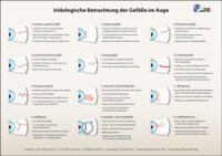 Lehrtafel - Iridologische Betrachtung der...