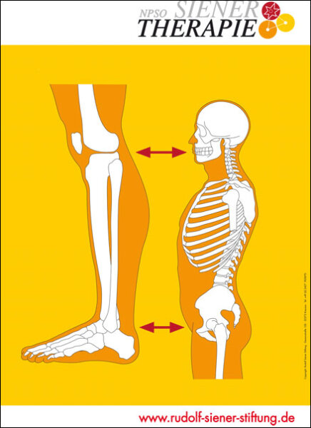 Lehrtafel - NPSO Siener-Therapie - Somatotop Knie bis Fuß