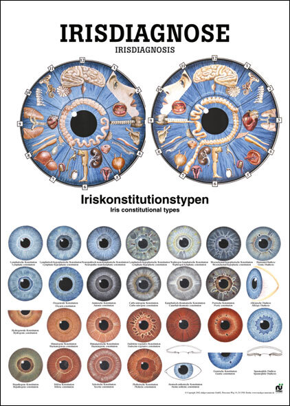 Lehrtafel - Irisdiagnose - 24 x 34