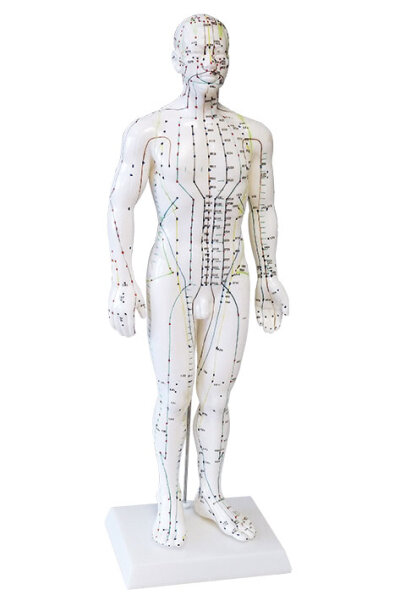 Modell Akupunktur-Modell *Mann - 50 cm