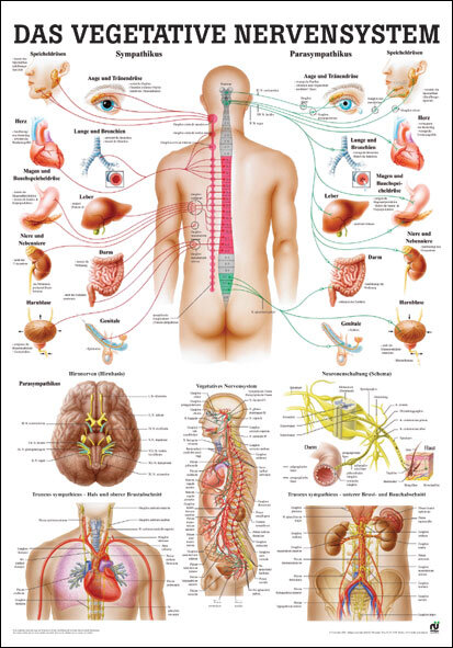 Lehrtafel - Das Vegetative Nervensystem 70 x 100cm, Laminert