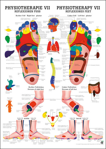 Lehrtafel - Physiotherapie VII 50 x 70cm, Laminiert