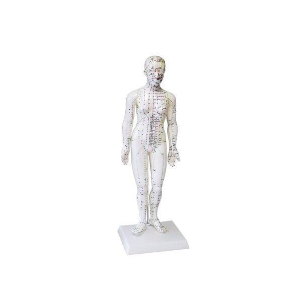 Modell Akupunktur-Modell * Frau -  50 cm